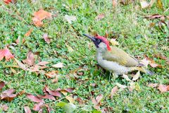 Grünspecht (Picus viridis)