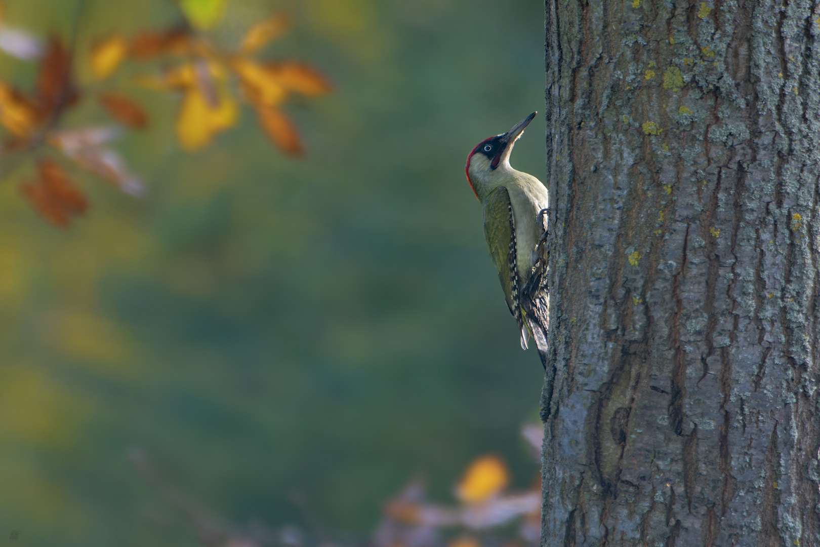 Grünspecht | Picus viridis