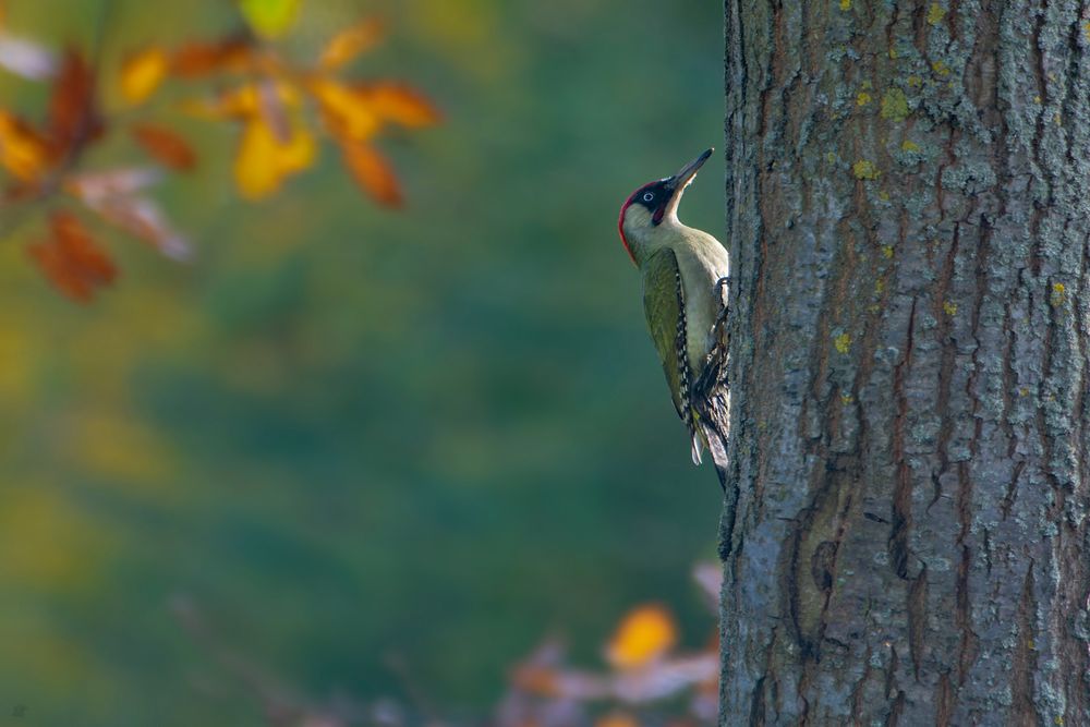 Grünspecht | Picus viridis