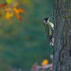 Grünspecht | Picus viridis