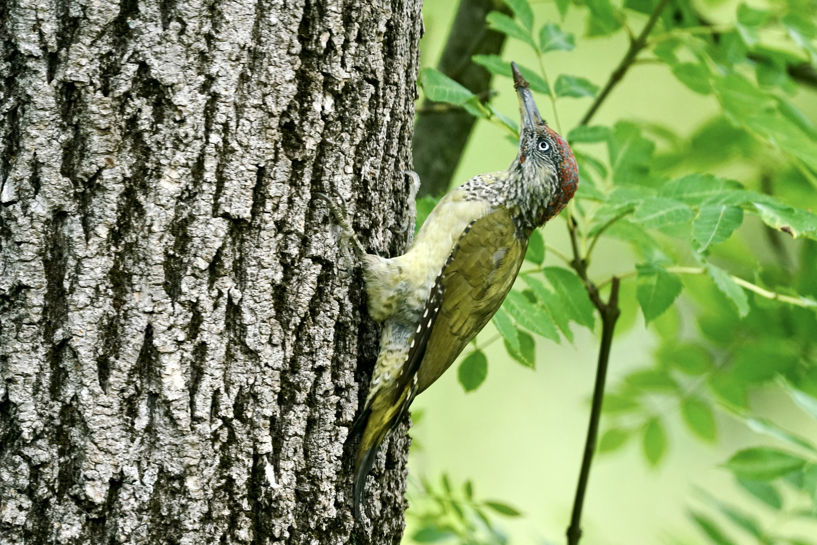 Grünspecht (Picus viridis)