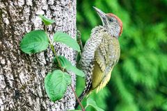 Grünspecht (Picus viridis)