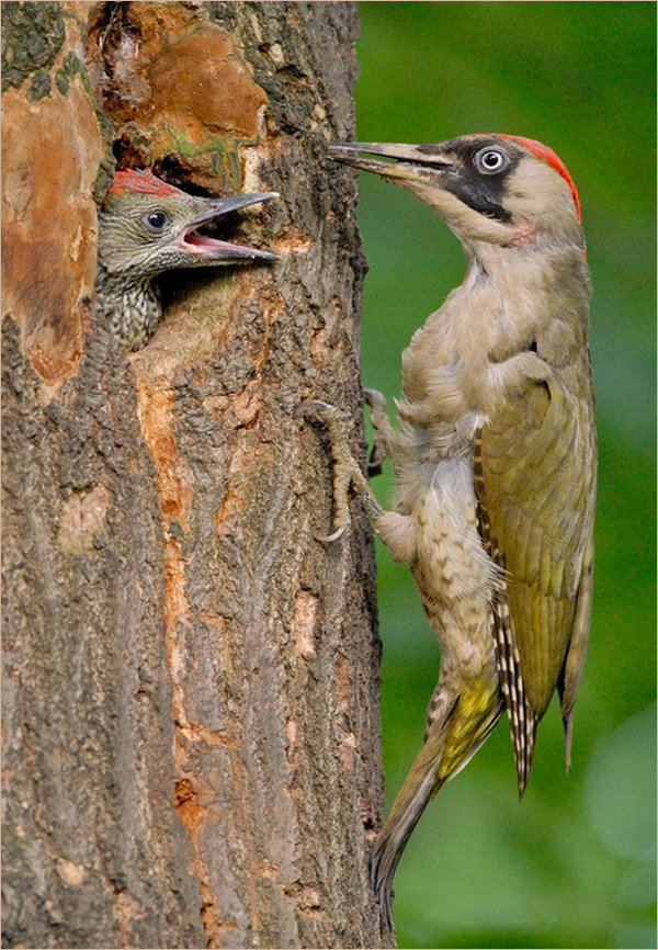 Grünspecht (Picus viridis) 1