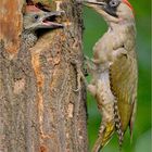 Grünspecht (Picus viridis) 1