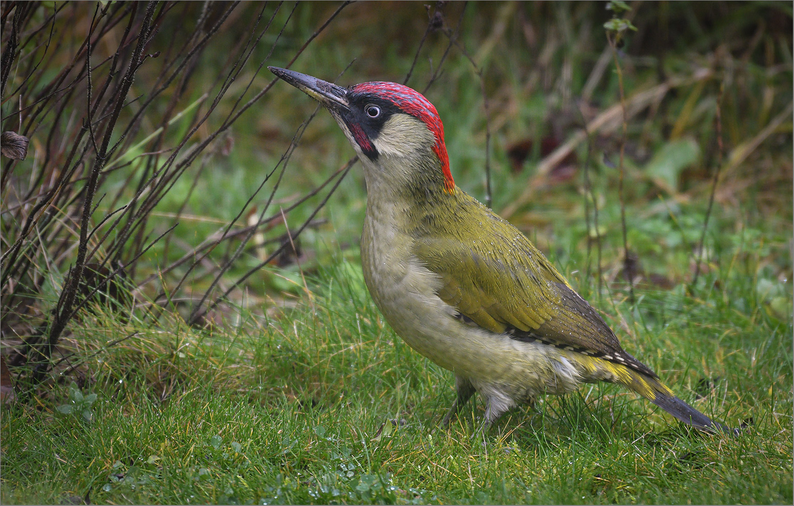 Grünspecht  -  Picus viridis