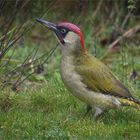 Grünspecht  -  Picus viridis