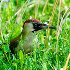 Grünspecht (Picus viridis)