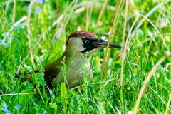 Grünspecht (Picus viridis)