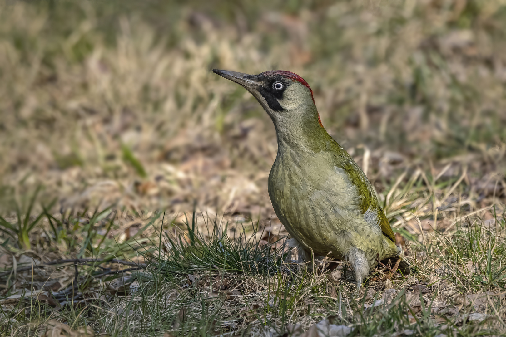 Grünspecht (Picus viridis) 