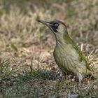 Grünspecht (Picus viridis) 