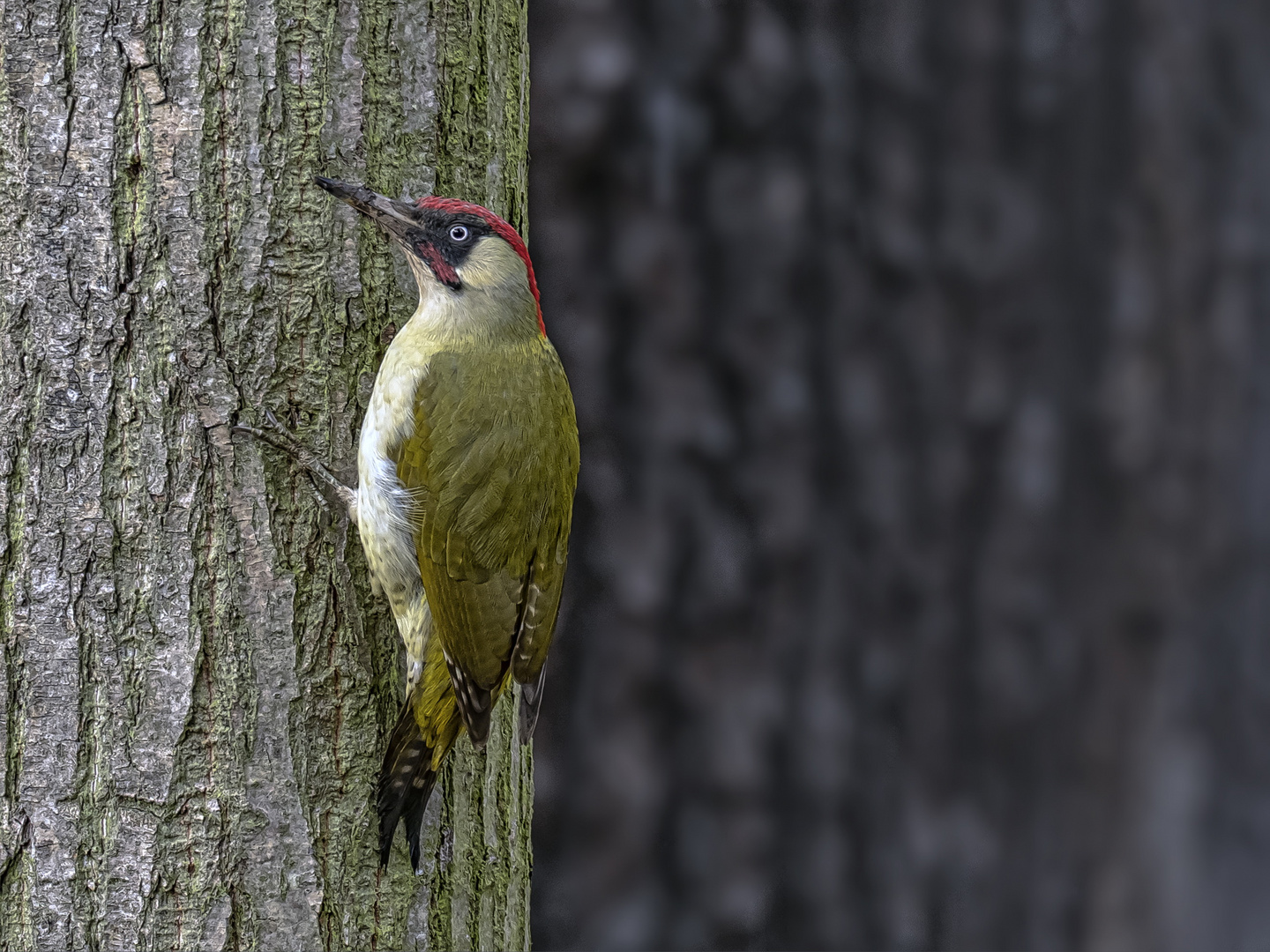   Grünspecht (Picus viridis)