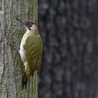   Grünspecht (Picus viridis)