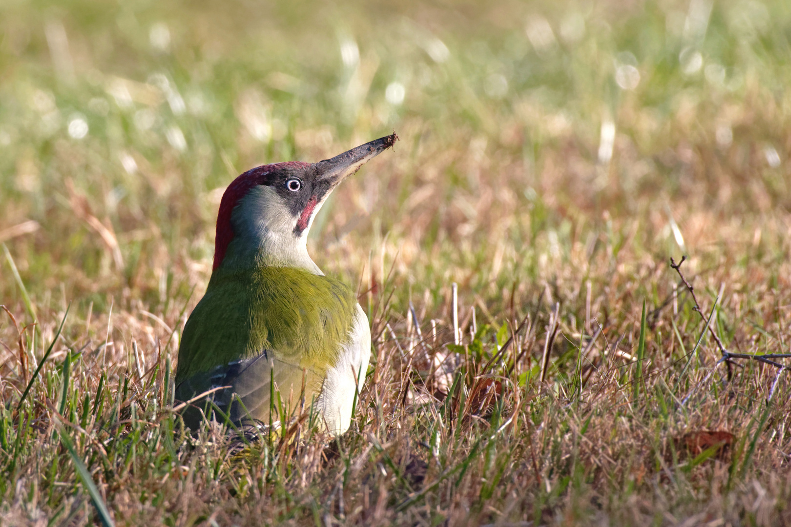 Grünspecht, Picus viridis - 31.12.2020