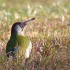 Grünspecht, Picus viridis - 31.12.2020