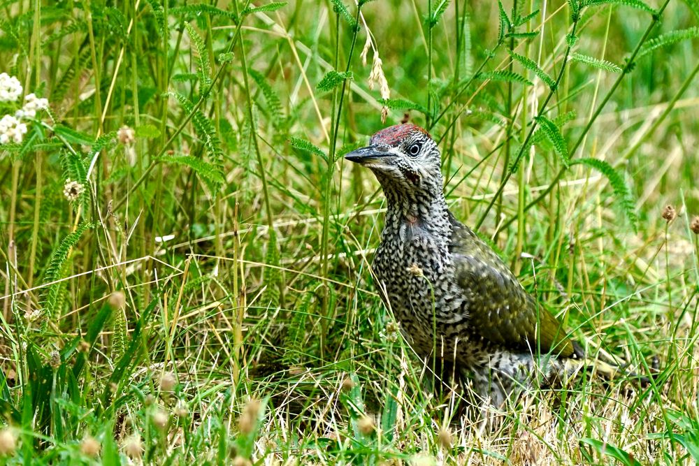 Grünspecht (Picus viridis)