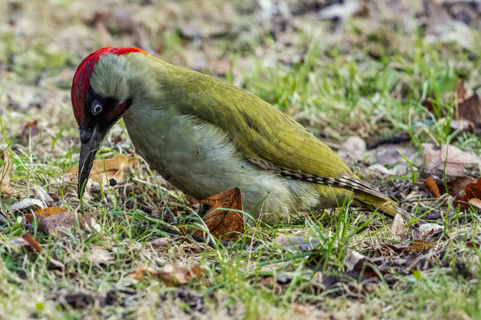 Grünspecht (Picus viridis)