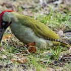 Grünspecht (Picus viridis)