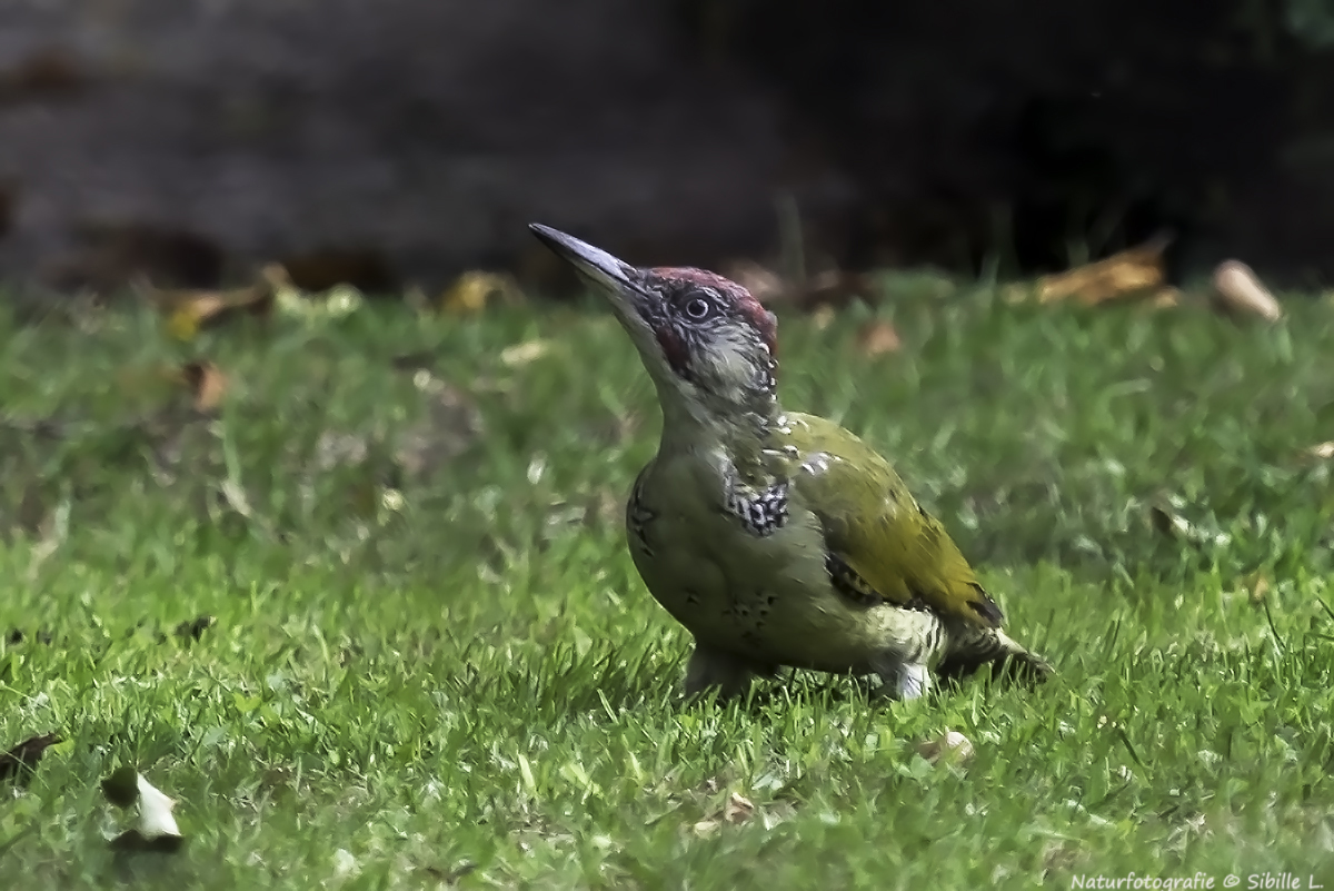  Grünspecht (Picus viridis)