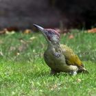  Grünspecht (Picus viridis)