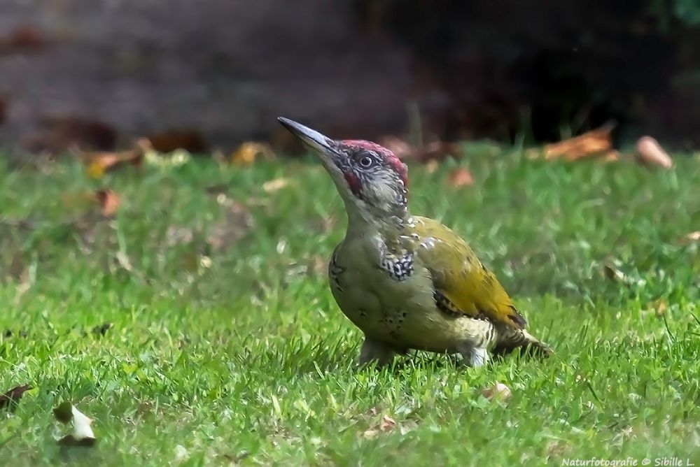  Grünspecht (Picus viridis)