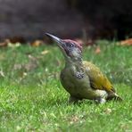  Grünspecht (Picus viridis)