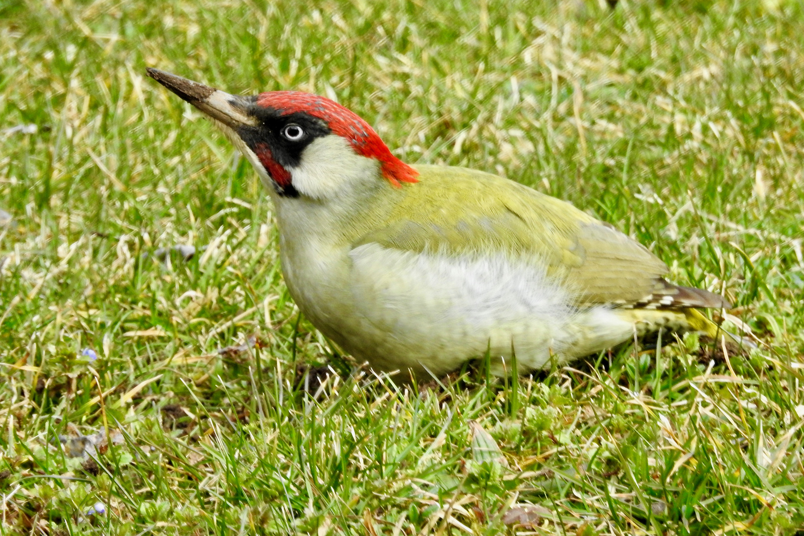 Grünspecht (Picus viridis)