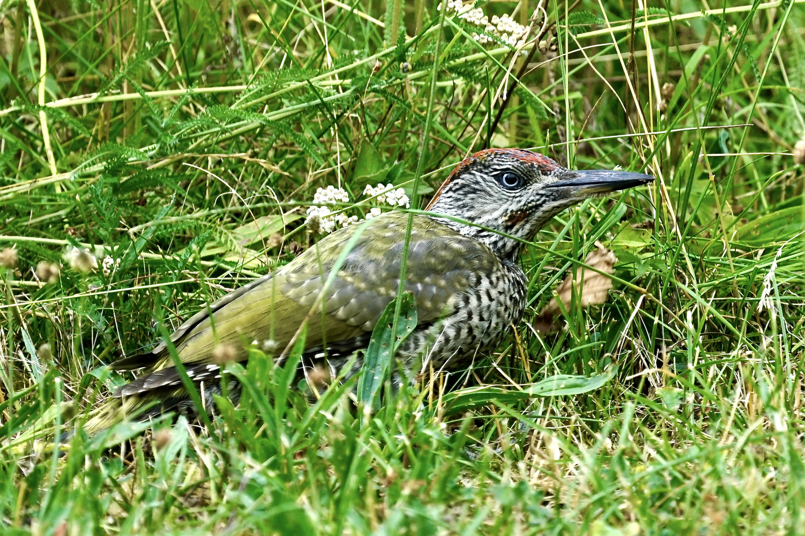 Grünspecht (Picus viridis)