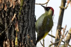 Grünspecht (Picus viridis)