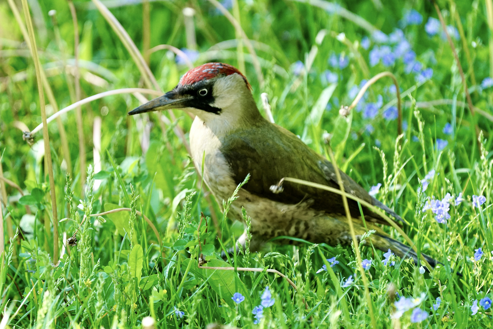 Grünspecht (Picus viridis)