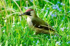 Grünspecht (Picus viridis)