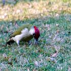 Grünspecht (Picus viridis)