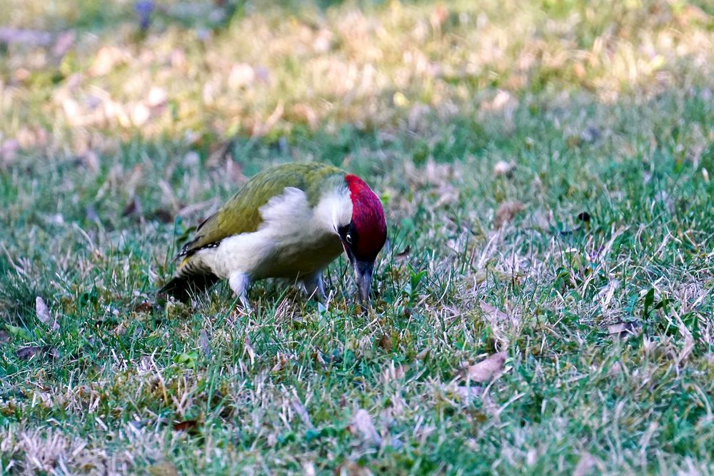 Grünspecht (Picus viridis)