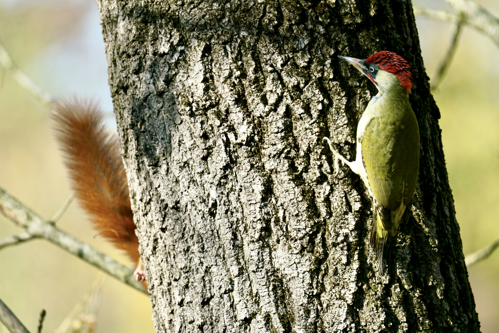 Grünspecht (Picus viridis)