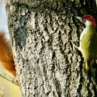 Grünspecht (Picus viridis)