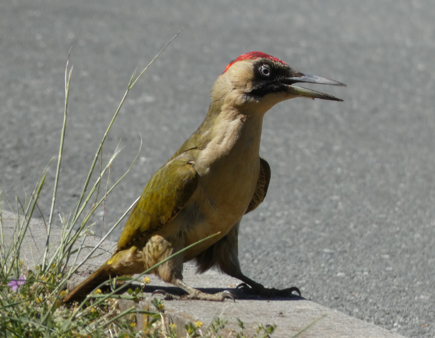 Grünspecht (Picus viridis)