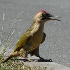 Grünspecht (Picus viridis)