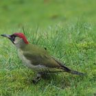 Grünspecht, Picus viridis