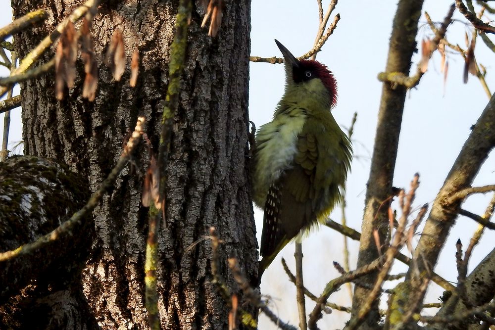 Grünspecht (Picus viridis)