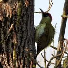 Grünspecht (Picus viridis)