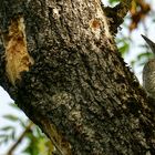 Grünspecht (Picus viridis)