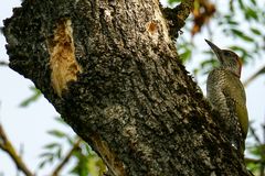 Grünspecht (Picus viridis)