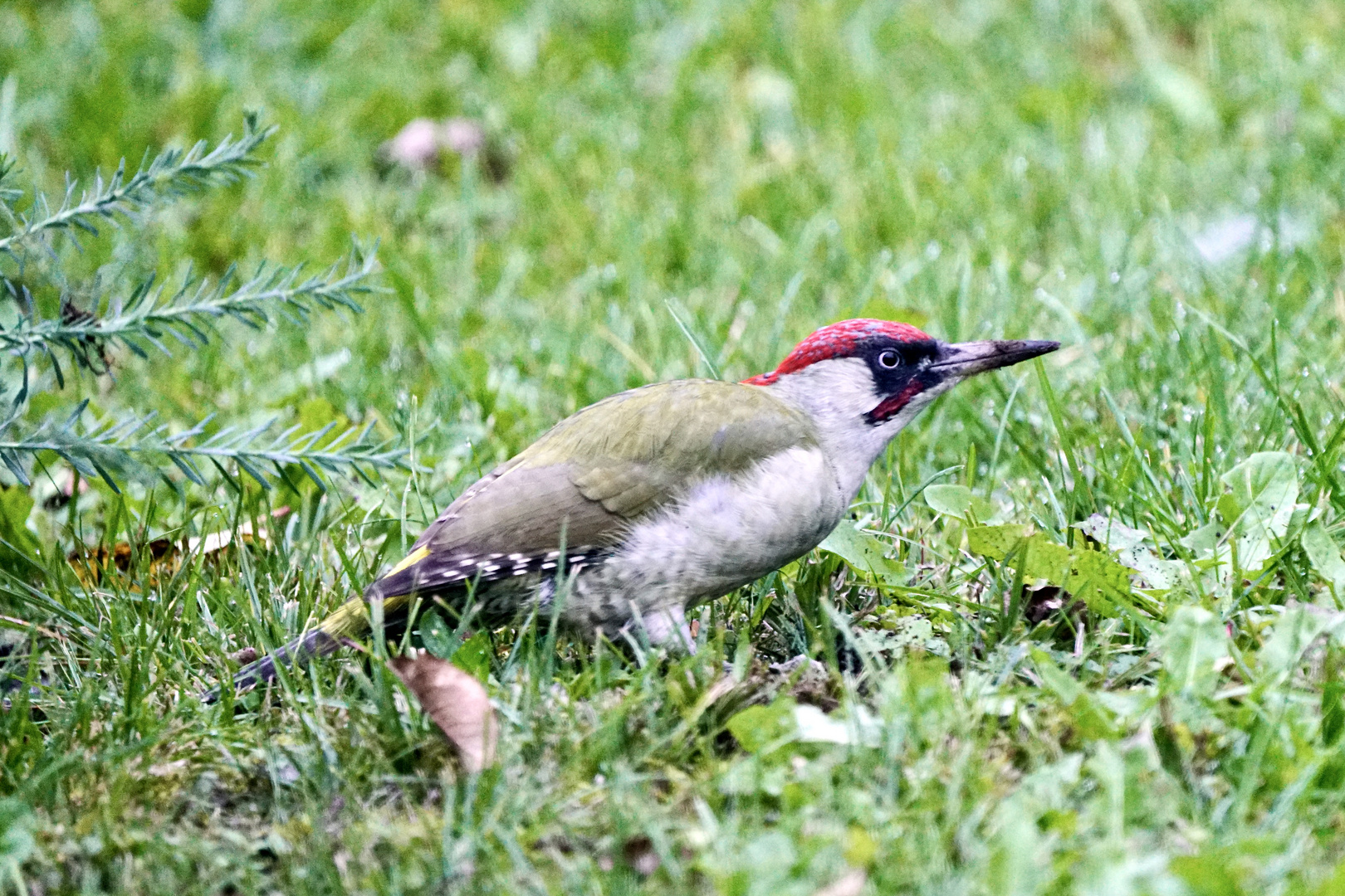 Grünspecht (Picus viridis)