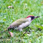 Grünspecht (Picus viridis)