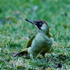 Grünspecht (Picus viridis)