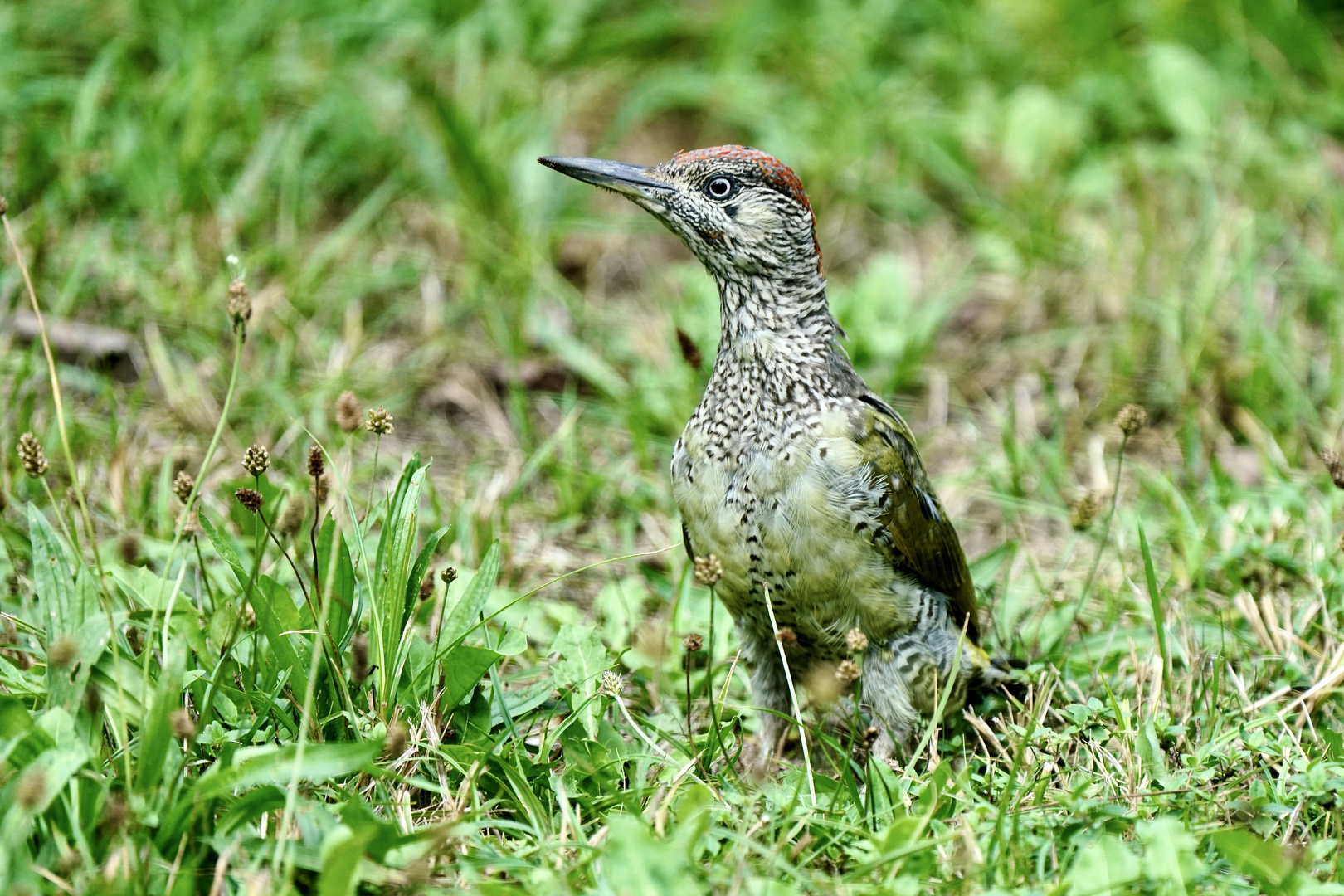 Grünspecht (Picus viridis)