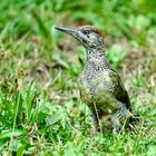 Grünspecht (Picus viridis)