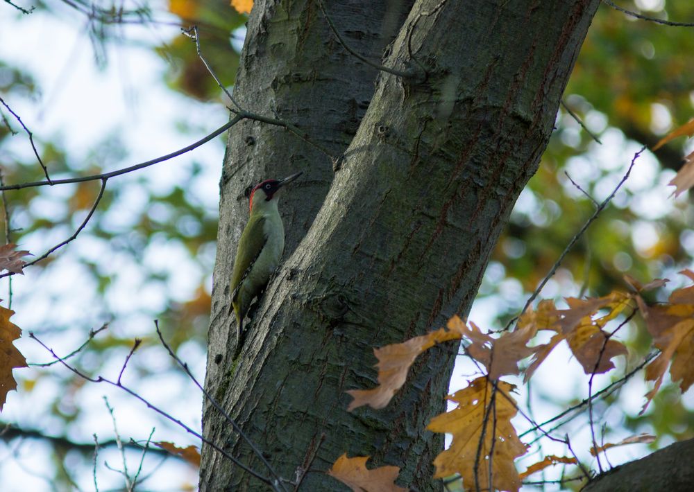 Grünspecht (Picus viridis)