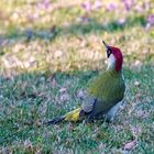 Grünspecht (Picus viridis)