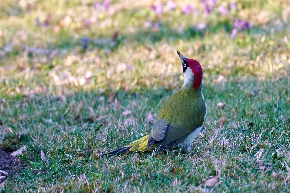 Grünspecht (Picus viridis)