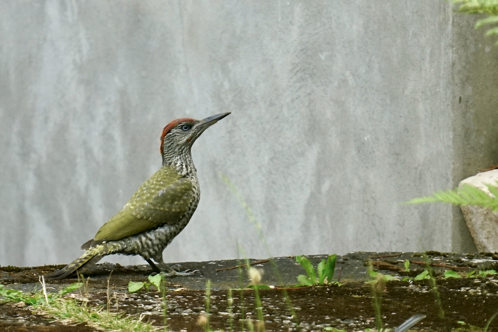 Grünspecht (Picus viridis)